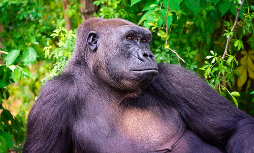 Close-up portrait of elephant in forest