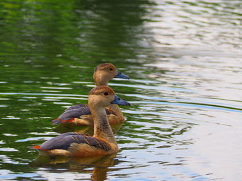 Close-up of duck swimming on lake