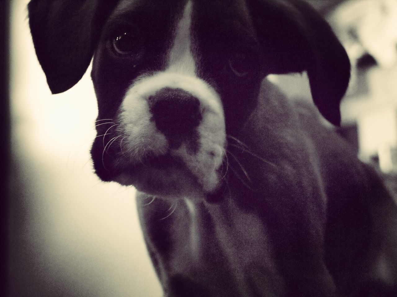 pets, one animal, animal themes, dog, domestic animals, indoors, mammal, close-up, black color, portrait, animal head, looking at camera, focus on foreground, home interior, no people, front view, black, relaxation, day