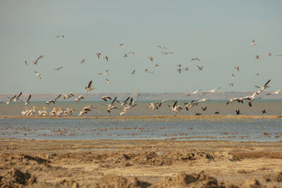 Flock of birds flying over beach