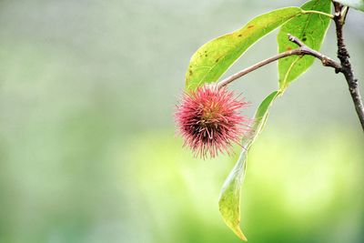 Close-up of pink flowering plant