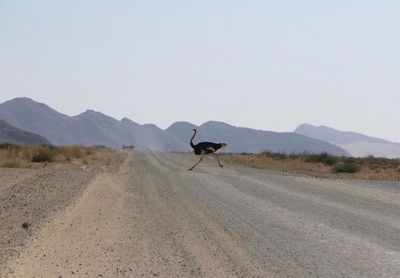 View of a horse on road