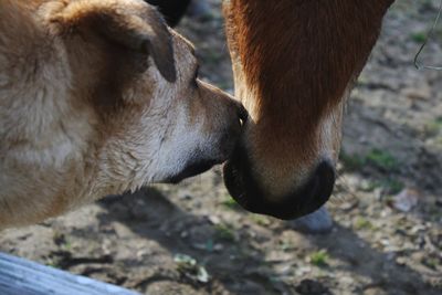 Close-up of horse on field