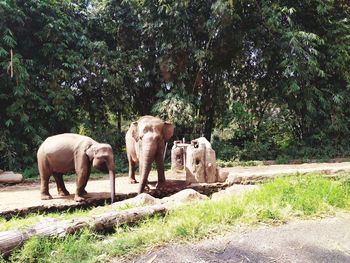 View of elephant on field