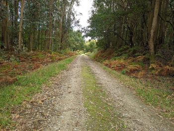 Empty road along trees in forest