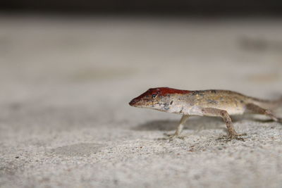 Close-up of a lizard