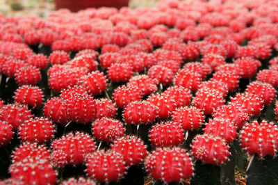 Close-up of strawberries in winter