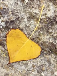 High angle view of yellow leaf