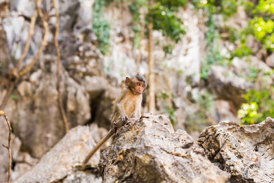 Small sitting on rock