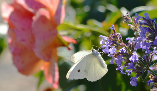 Close-up of insect on flowers