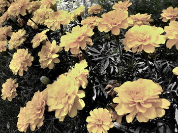 Close-up of yellow flowers