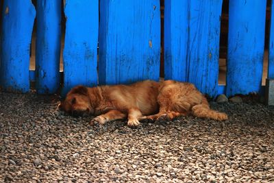 Cat sleeping