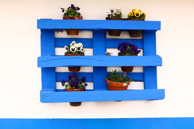 Potted plant against blue wall