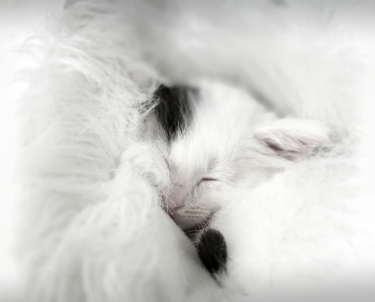 CLOSE-UP OF CAT SLEEPING ON BED