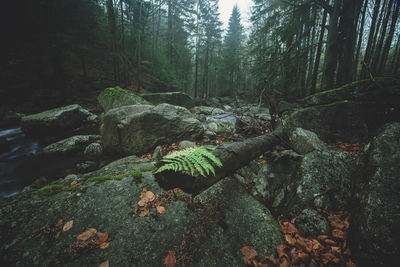 Trees growing in forest