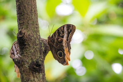Close-up of butterfly on tree trunk