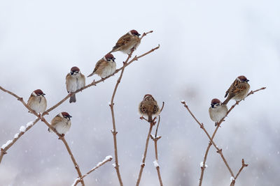 Low angle view of birds perching on snow