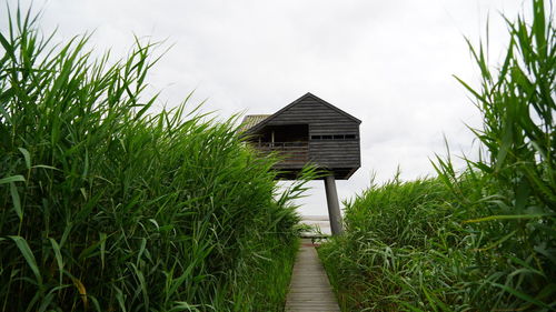 Plants growing on field by building against sky