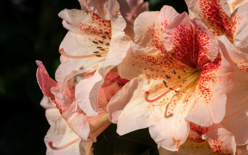 Rhododendron hybrid, rhododendron hybrid, close up of the flower head in sunshine