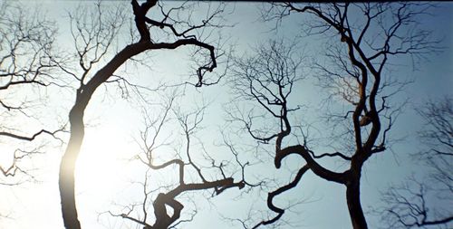 Low angle view of bare tree against sky