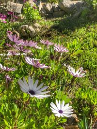 Close-up of purple crocus blooming on field