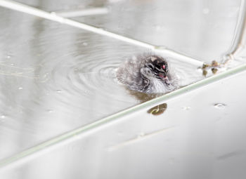 High angle view of dog in a water