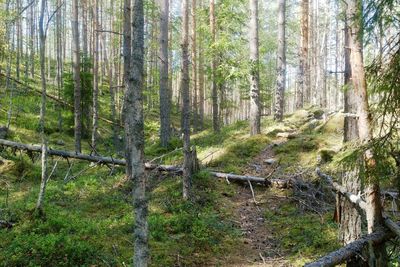 Pine trees in forest