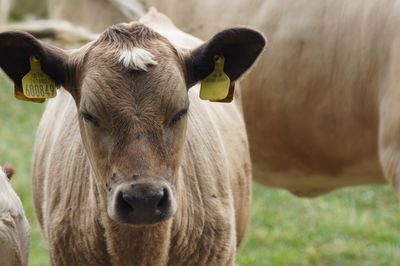 Close-up of cow on field