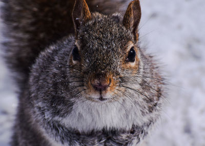 Close-up of squirrel