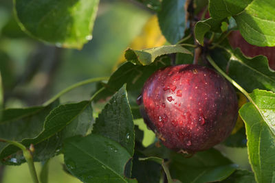 Close-up of apples on tree