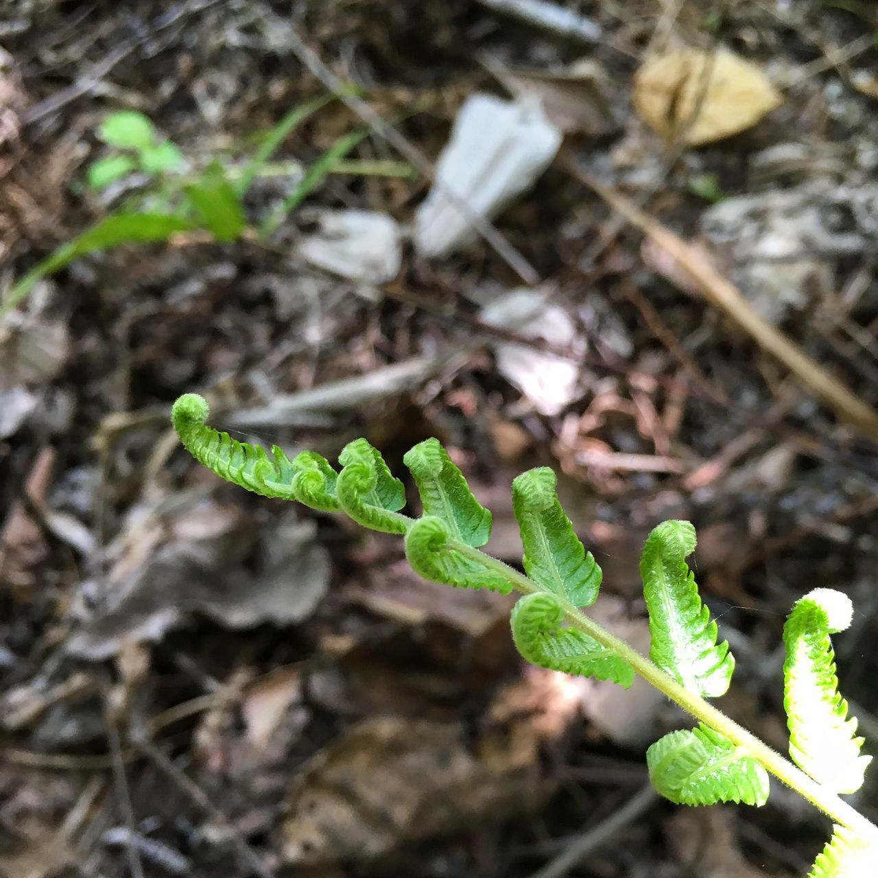 growth, nature, plant, leaf, close-up, fragility, no people, new life, green color, outdoors, beauty in nature, day, beginnings, freshness