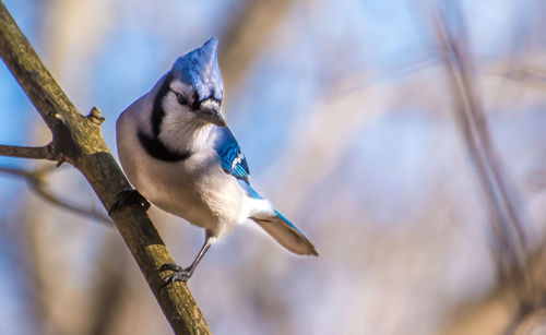 Close-up of bird perching on tree