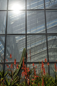 Low angle view of potted plants in greenhouse