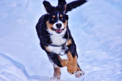 Portrait of dog running on snow covered field