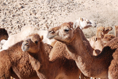 Camel in the negev desert in israel near mitzpe ramon, machtesh ramon