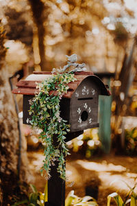 Close-up of plants on birdhouse in forest