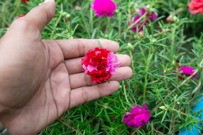 Close-up of hand holding pink flower