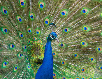 Male peacock displaying multicoloured, blue, green, gold, feathers in mating show eyeline view