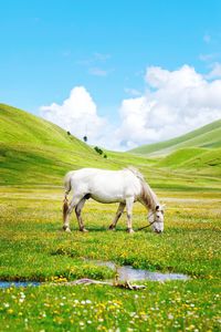 Horse standing in a field