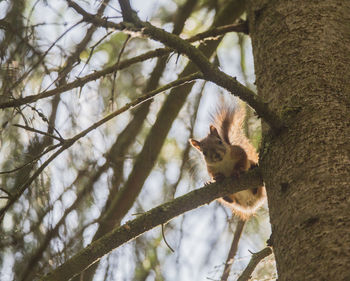 Low angle view of squirrel sitting on tree