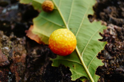 Close-up of fruits