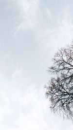 Low angle view of tree against sky