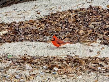 High angle view of northern cardinal on field