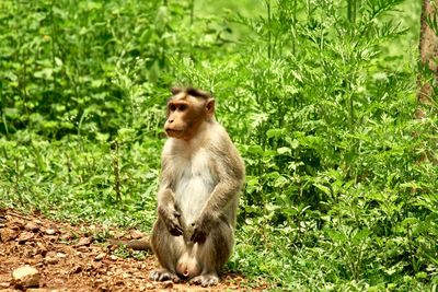 Monkey in india on road