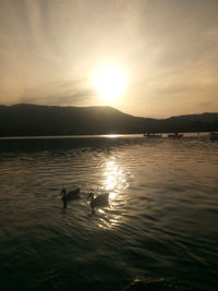 Silhouette ducks swimming in lake during sunset