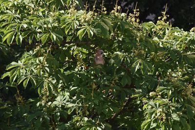 Plants growing on tree