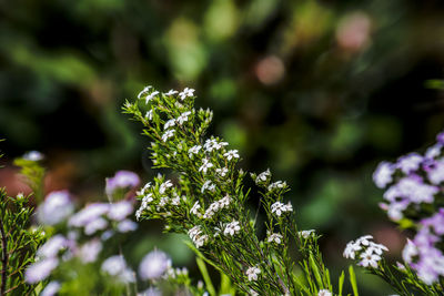 Close-up of purple flowering plant