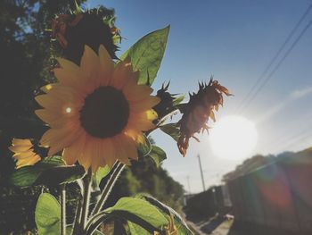 Close-up of flower growing on tree against sky