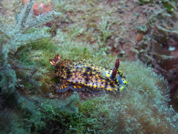 Close-up of fish swimming in sea