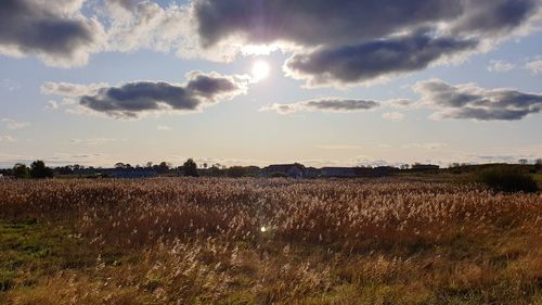 Scenic view of field against sky